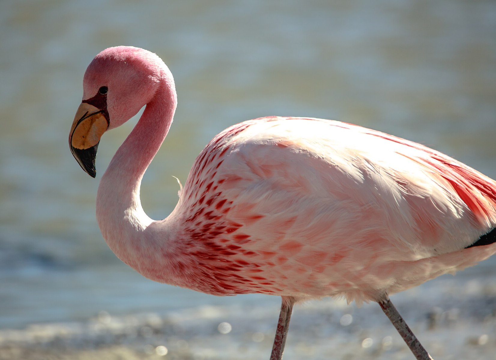 Photo by Murray Foubister on commons.wikimedia.org