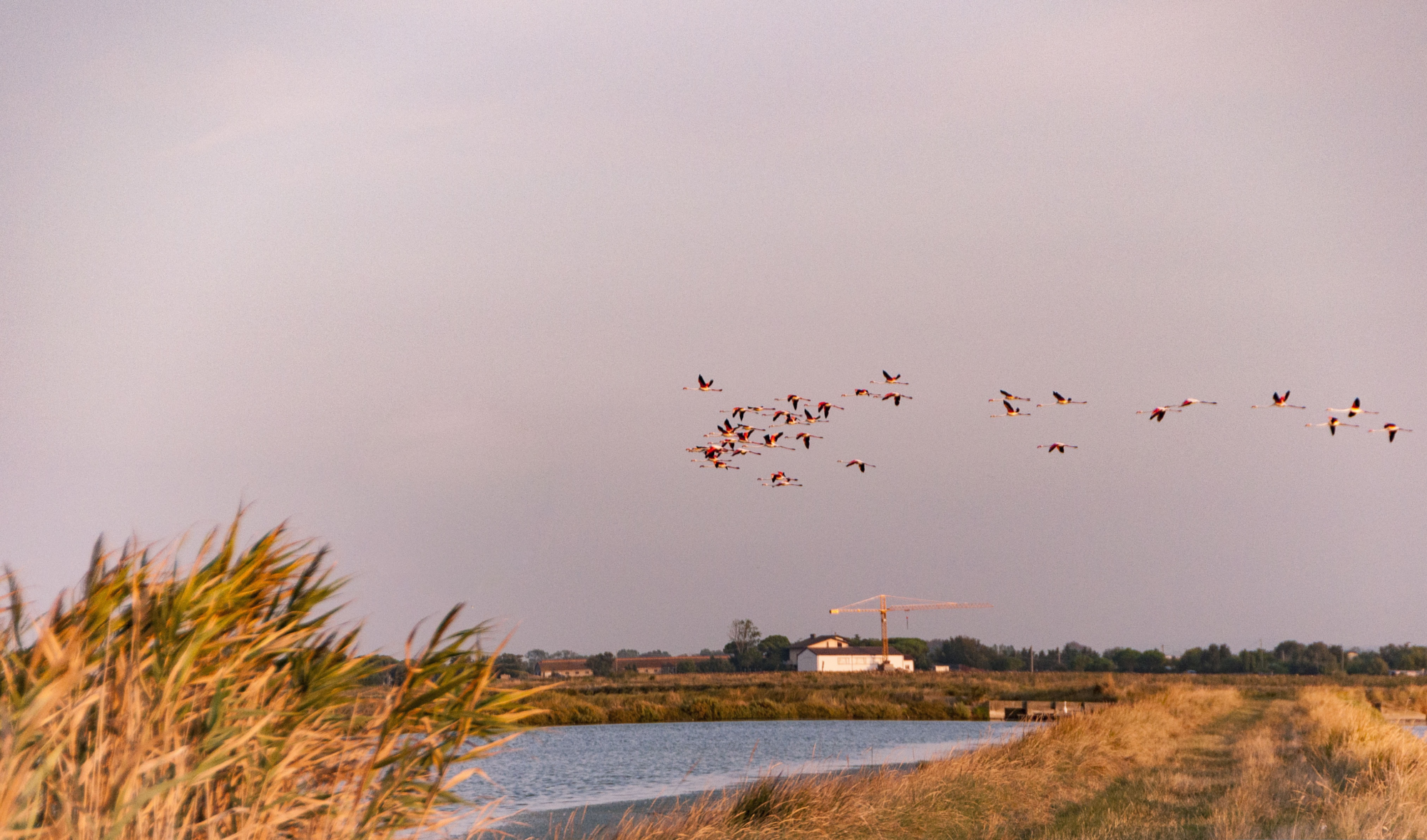 A flock of flamingos flying over a body of water