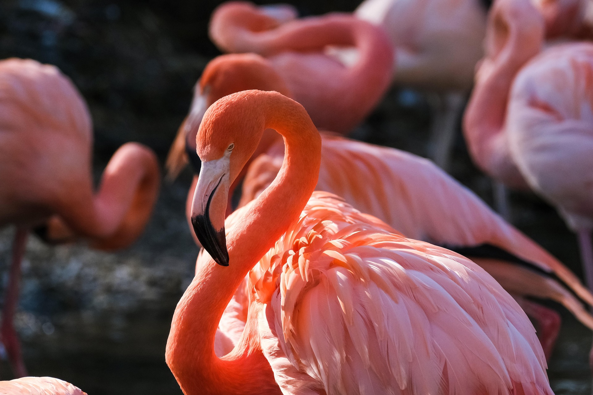 a side profile of a flamingo in sunlight