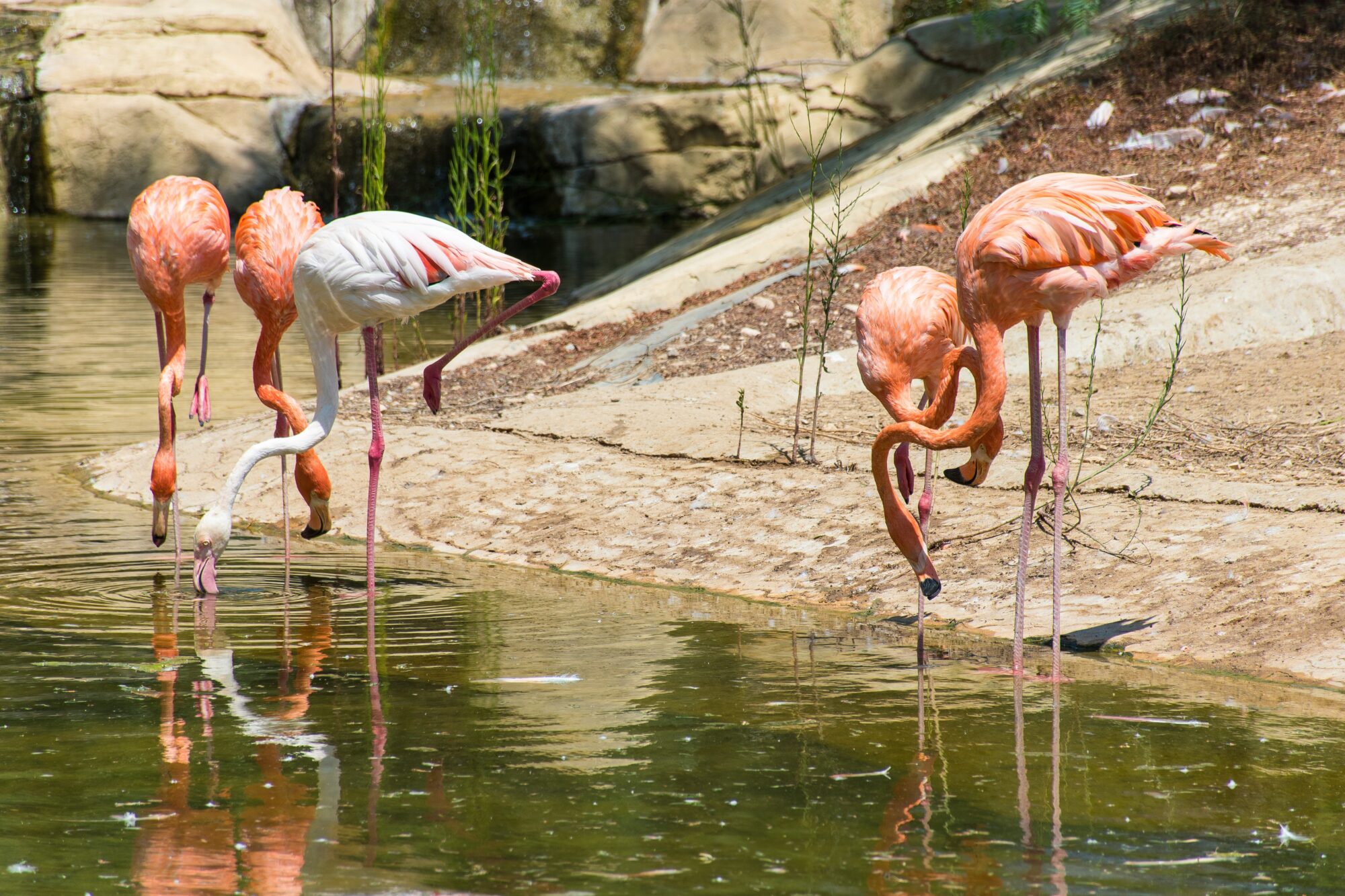 a flock of flamingos near a body of water