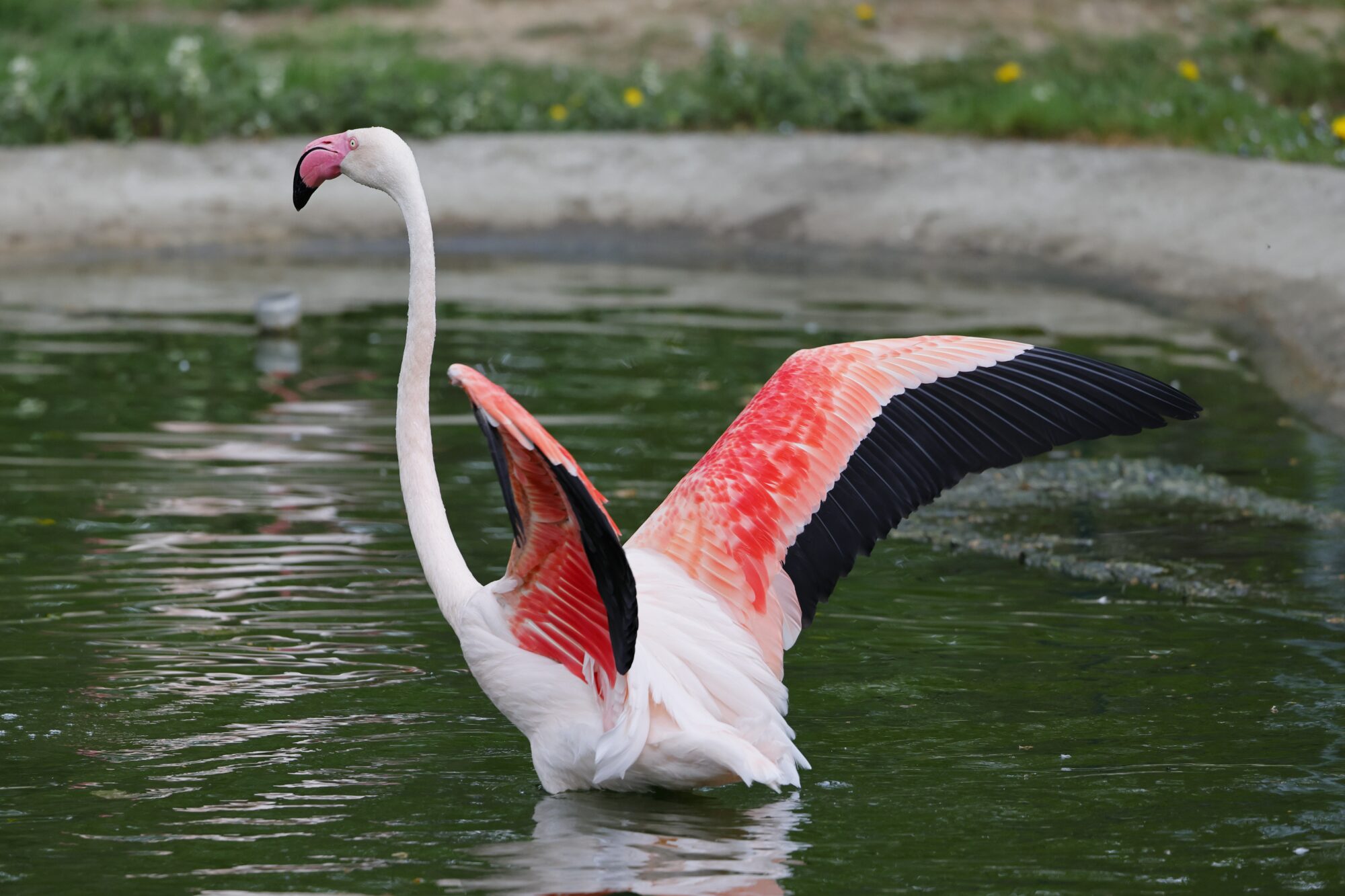 a flamingo flapping its wings in water