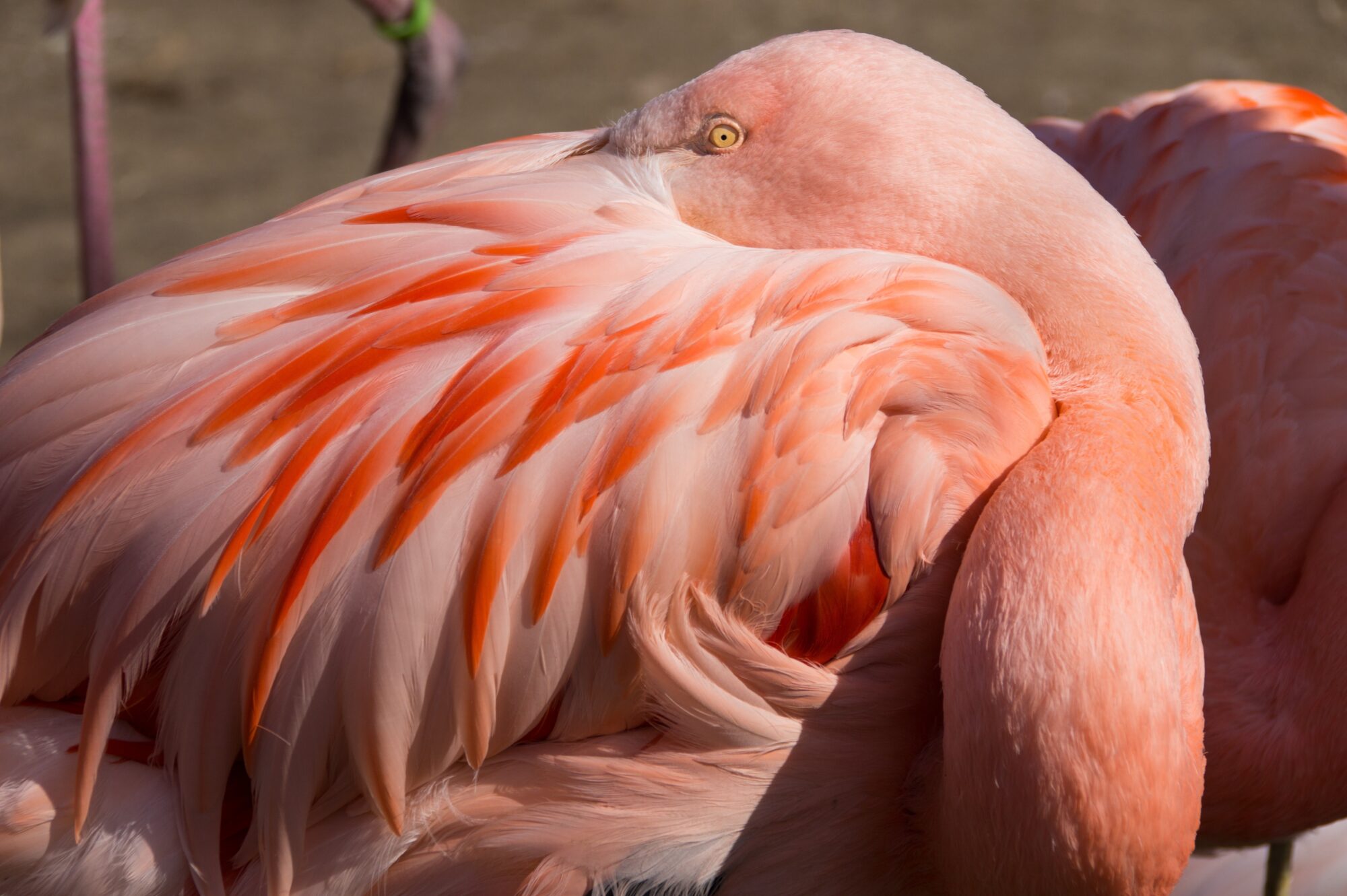 flamingo tucked away in feathers